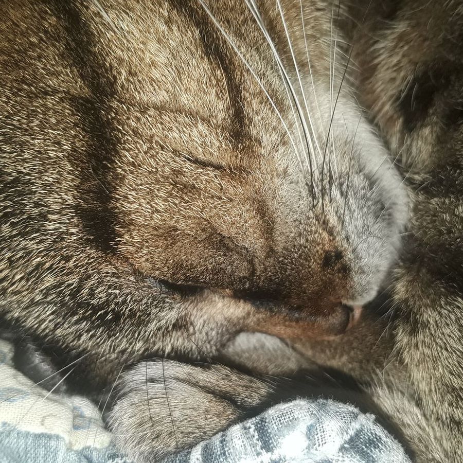 のんびりくつろぐ猫