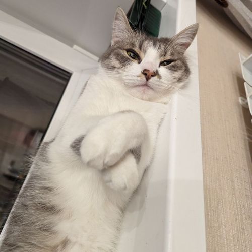 ゆき