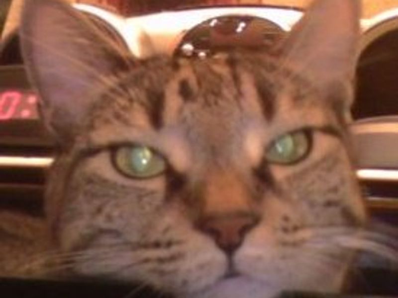 くつろぐ猫とカフェタイム